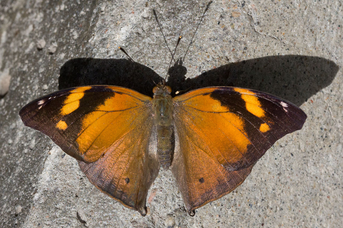 Autumn Leaf Butterfly  - Doleschallia bisaltide * * Photograph taken at the MONTREAL SPACE for LIFE.  Autumn Leaf,Canada,Doleschallia bisaltide,Geotagged