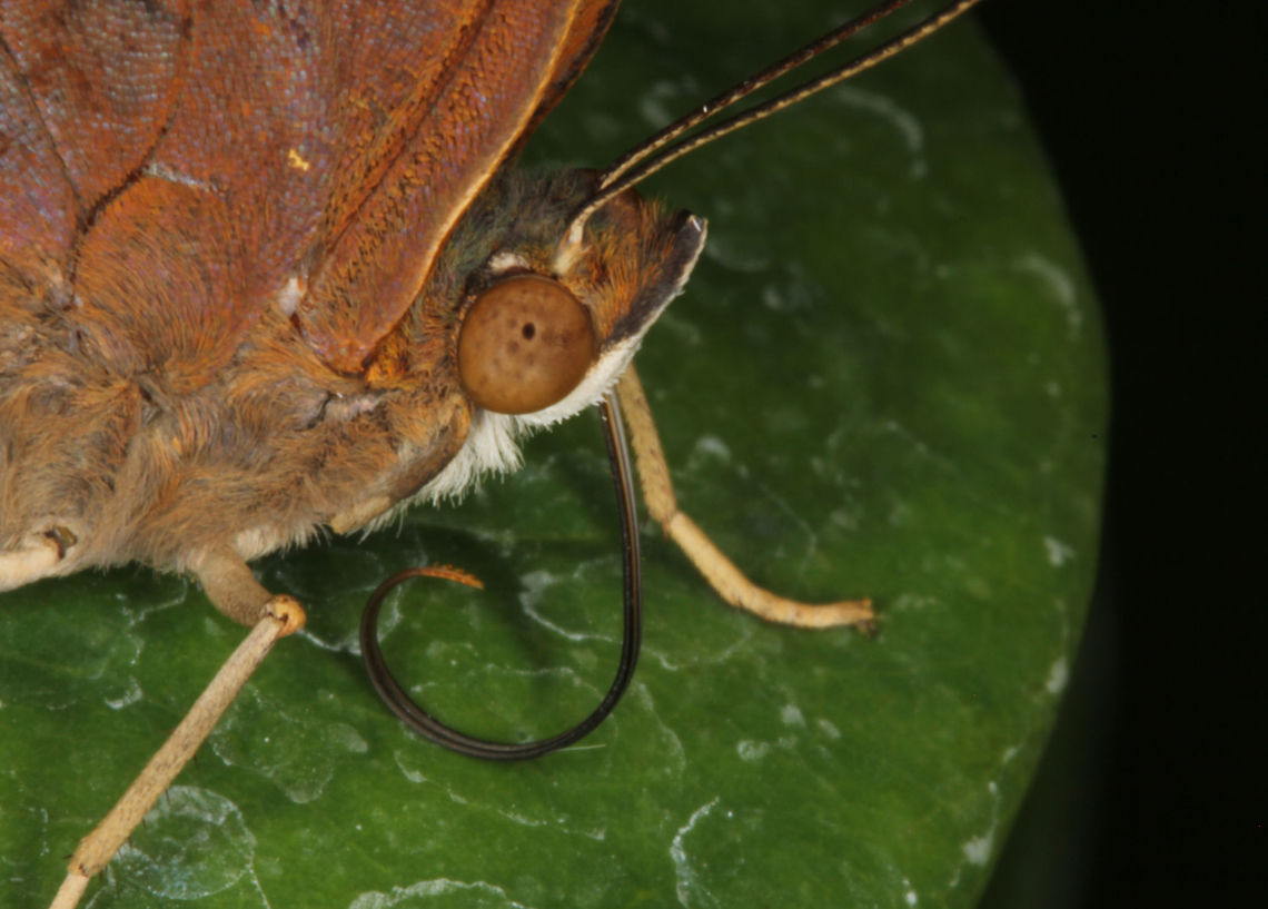 Autumn Leaf Butterfly - Doleschallia bisaltide * Autumn Leaf Butterfly - Doleschallia bisaltide *<br />
<br />
* Photograph taken at the MONTREAL SPACE for LIFE.<br />
 Autumn Leaf,Canada,Doleschallia bisaltide,Geotagged,Winter