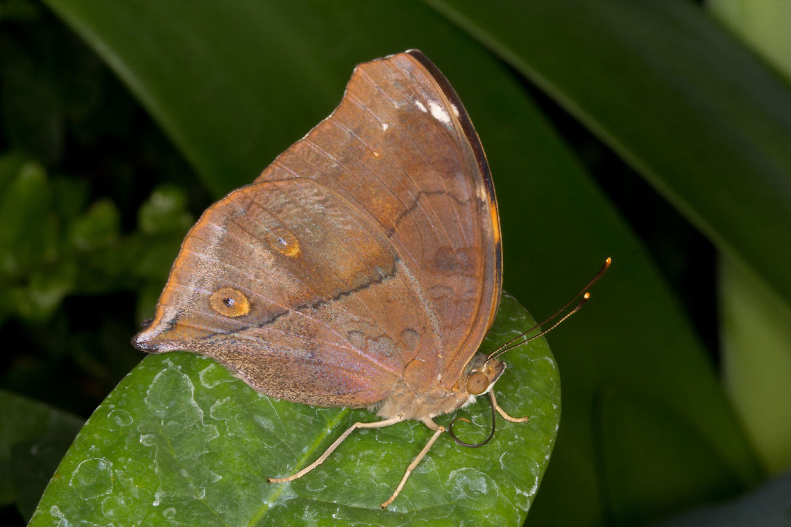 Autumn Leaf Butterfly - Doleschallia bisaltide * Autumn Leaf Butterfly - Doleschallia bisaltide *<br />
<br />
* Photograph taken at the MONTREAL SPACE for LIFE.<br />
 Autumn Leaf,Canada,Doleschallia bisaltide,Geotagged,Winter