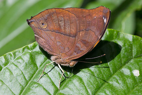 Autumn Leaf Butterfly - Doleschallia bisaltide * Autumn Leaf Butterfly - Doleschallia bisaltide *

* Photograph taken at the MONTREAL SPACE for LIFE.
 Autumn Leaf,Canada,Doleschallia bisaltide,Geotagged,Winter