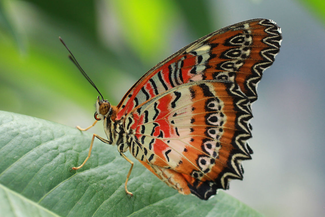 Red Lacewing  -  Cethosia biblis * * Photograph taken at the MONTREAL SPACE for LIFE. Canada,Cethosia biblis,Geotagged,Red Lacewing,Spring