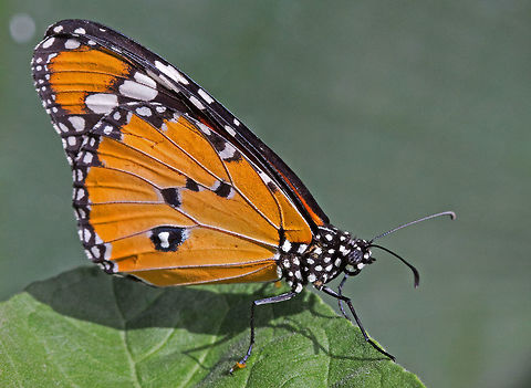 Plain Tiger/African Monarch  -  Danaus chrysippus * * Photograph taken at the MONTREAL SPACE for LIFE.  African Monarch,Canada,Danaus chrysippus,Geotagged,Winter