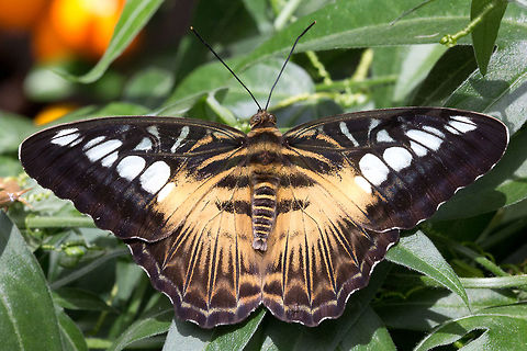 Clipper  -  Parthenos Sylvia * * Photograph taken at the MONTREAL SPACE for LIFE.  Canada,Clipper,Geotagged,Parthenos sylvia,Winter
