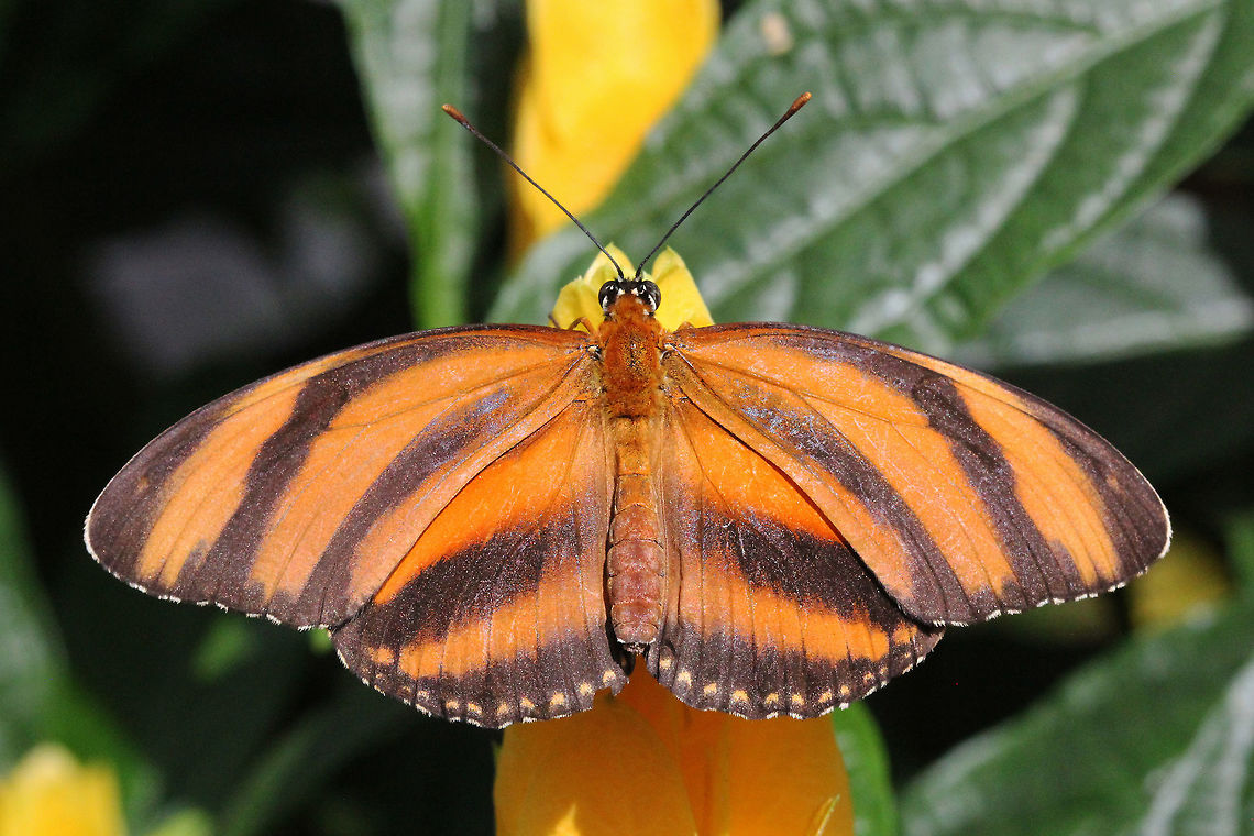 Orange Tiger (Dryadula phaetusa)* * Photograph taken at the MONTREAL SPACE for LIFE.  Banded Orange Heliconian,Canada,Dryadula phaetusa,Geotagged,Winter