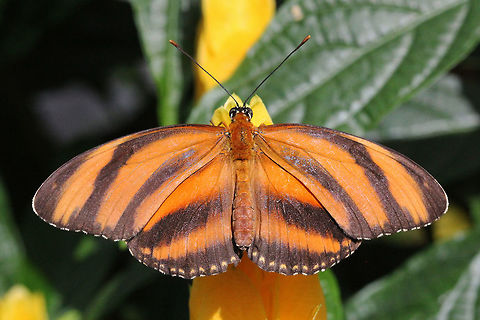 Orange Tiger (Dryadula phaetusa)* * Photograph taken at the MONTREAL SPACE for LIFE.  Banded Orange Heliconian,Canada,Dryadula phaetusa,Geotagged,Winter