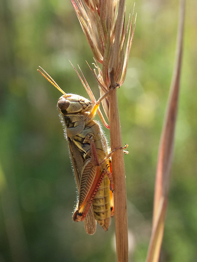 Red-Legged Grasshopper (Melanoplus femurrubrum)  Blurred,Canada,Geotagged,High Quality,Melanoplus femurrubrum,Red-legged Grasshopper,Summer