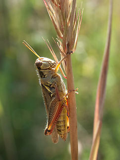 Red-legged Grasshopper