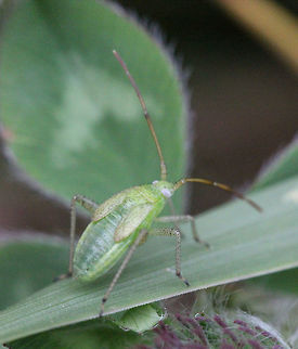 Alfalfa plant bug   (Adelphocoris lineolatus) Its wings are still growing, this insect is far from being capable of flying, Adelphocoris lineolatus,Canada,Geotagged,Summer