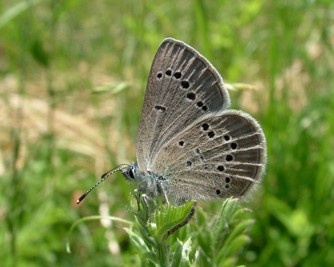 Silvery Blue  (Glaucopsyche lygdamus)  Canada,Geotagged,Glaucopsyche lygdamus,Silvery Blue,Spring