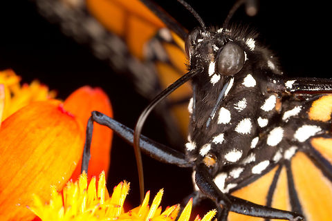 Monarch butterfly  -  (Danaus plexippus)* * Photograph taken at the MONTREAL SPACE for LIFE. Canada,Danaus plexippus,Geotagged,Monarch,Spring