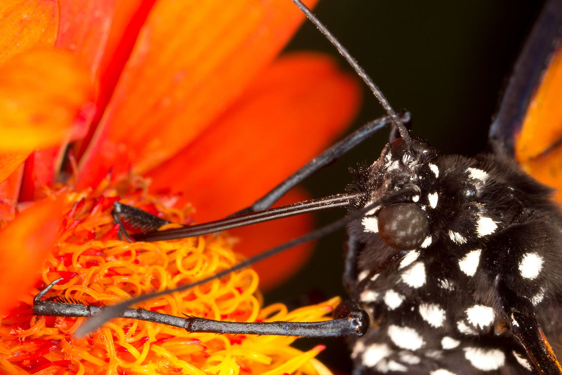 Monarch butterfly  (Danaus plexippus)* * Photograph taken at the MONTREAL SPACE for LIFE. Canada,Danaus plexippus,Geotagged,Monarch,Spring