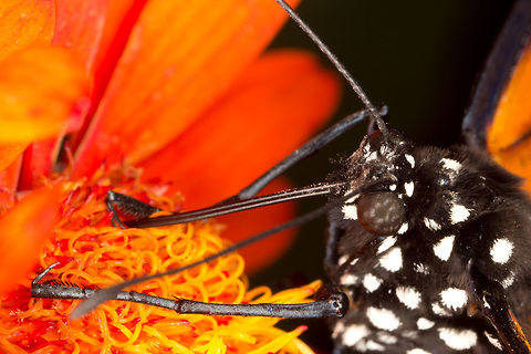 Monarch butterfly  (Danaus plexippus)* * Photograph taken at the MONTREAL SPACE for LIFE. Canada,Danaus plexippus,Geotagged,Monarch,Spring