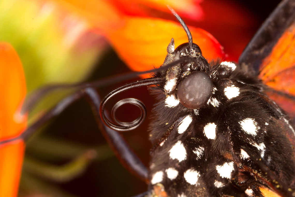 Monarch butterfly  (Danaus plexippus)* * Photograph taken at the MONTREAL SPACE for LIFE. Canada,Danaus plexippus,Geotagged,Monarch,Spring