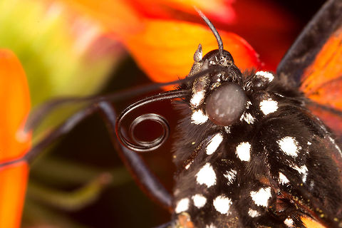 Monarch butterfly  (Danaus plexippus)* * Photograph taken at the MONTREAL SPACE for LIFE. Canada,Danaus plexippus,Geotagged,Monarch,Spring