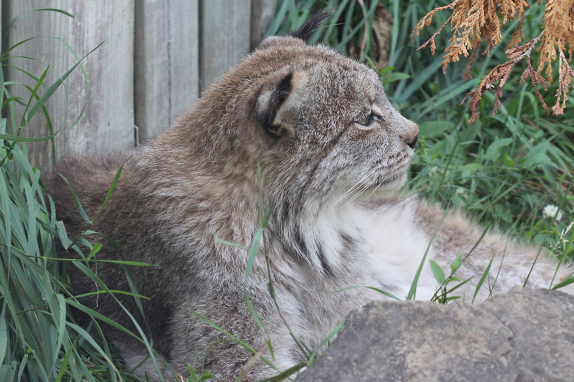 Canada lynx  (Lynx Canadensis)  Canada,Canada lynx,Geotagged,Lynx canadensis,Summer