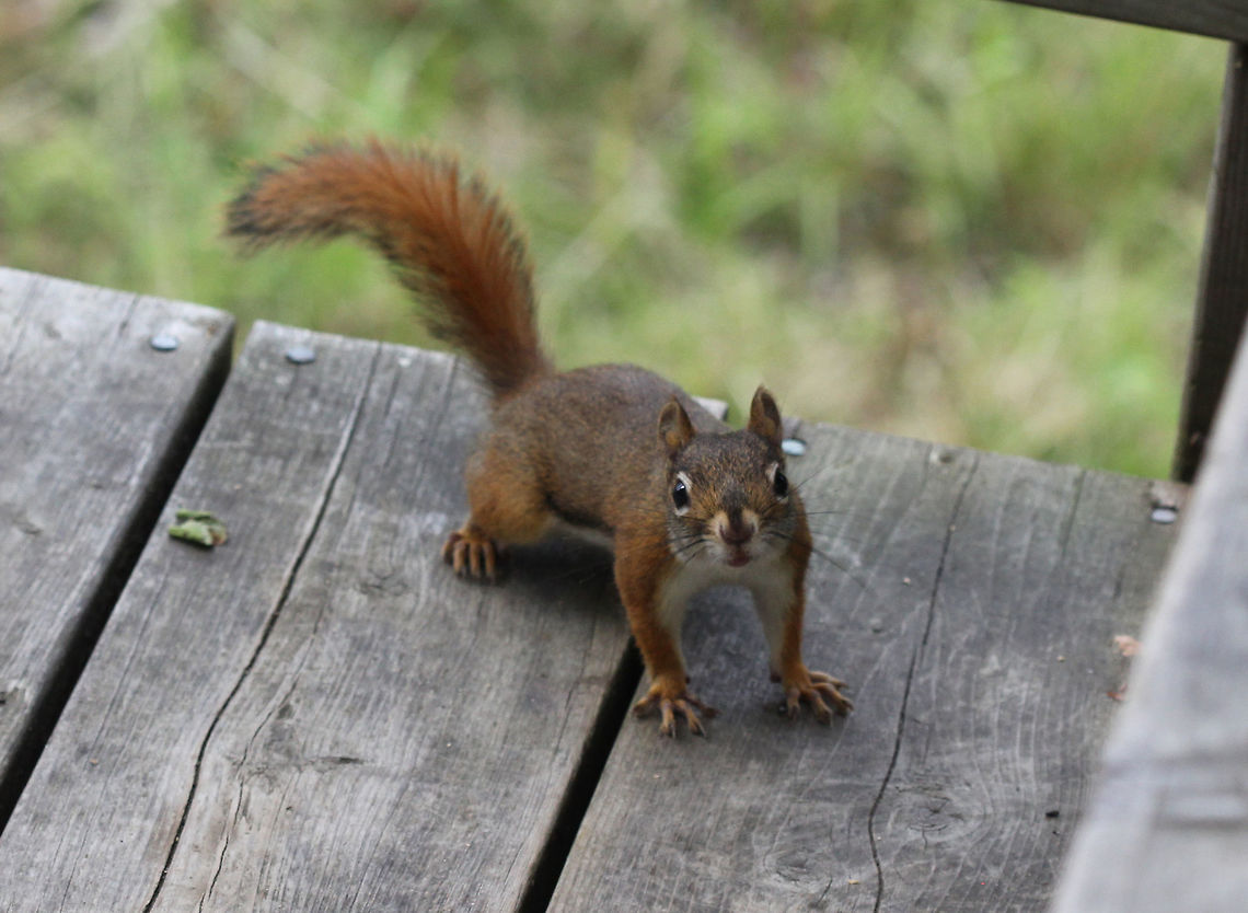 American red squirrel (Tamiasciurus hudsonicus)  American red squirrel,Canada,Geotagged,Summer,Tamiasciurus hudsonicus