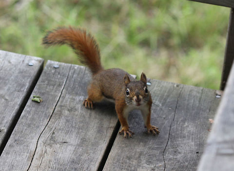 American red squirrel (Tamiasciurus hudsonicus)  American red squirrel,Canada,Geotagged,Summer,Tamiasciurus hudsonicus