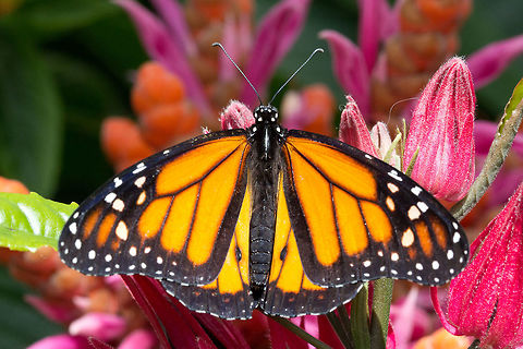 Monarch  (Danaus plexippus)* * Photograph taken at the MONTREAL SPACE for LIFE.  Canada,Danaus plexippus,Geotagged,Monarch,Spring