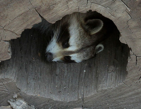 Raccoon   (Procyon lotor)  Canada,Geotagged,Procyon lotor,Raccoon,Summer
