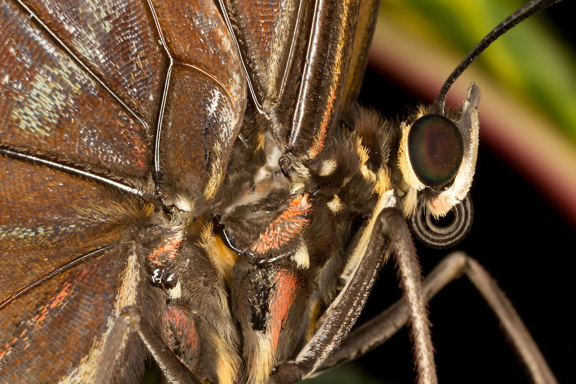 Helenor Morpho  (Morpho helenor)* * Photograph taken at the MONTREAL SPACE for LIFE.  Canada,Geotagged,Helenor Morpho,Morpho helenor,Spring