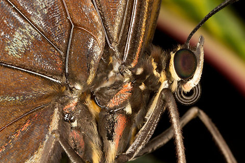 Helenor Morpho  (Morpho helenor)* * Photograph taken at the MONTREAL SPACE for LIFE.  Canada,Geotagged,Helenor Morpho,Morpho helenor,Spring