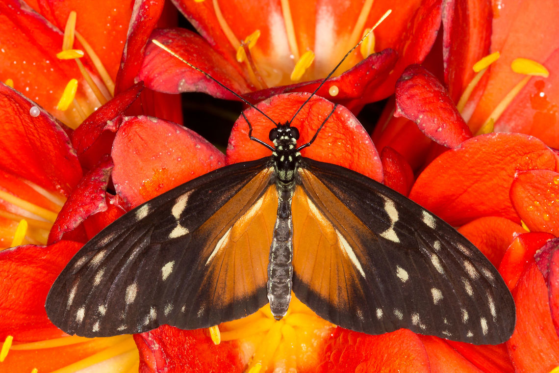 Tiger Longwing (Heliconius hecale)* * Photograph taken at the MONTREAL SPACE for LIFE.  Canada,Geotagged,Heliconius hecale,Tiger Longwing,Winter