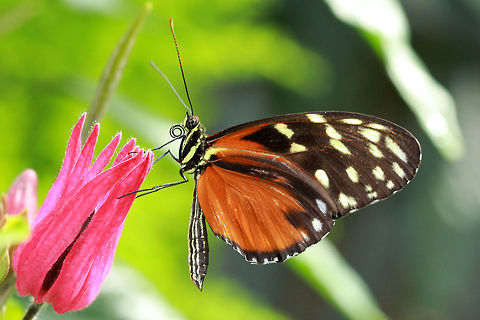 Tiger Longwing (Heliconius hecale)* * Photograph taken at the MONTREAL SPACE for LIFE.  Canada,Geotagged,Heliconius hecale,Spring,Tiger Longwing