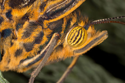 Forest Giant Owl (Caligo eurilochus)* * Photograph taken at the MONTREAL SPACE for LIFE.  Caligo eurilochus,Canada,Forest Giant Owl,Geotagged,Spring