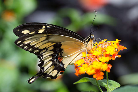 Giant Swallowtail  (Papilio cresphontes)* -  photograph taken at the Montreal Space for Life, Canada * Photograph taken at the MONTREAL SPACE for LIFE.  Canada,Geotagged,Giant Swallowtail,Papilio cresphontes,Spring