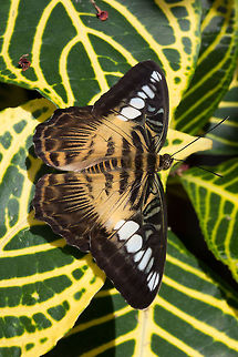 Clipper (Parthenos Sylvia)*  -  photograph taken at the Montreal Space for Life, Canada * Photograph taken at the MONTREAL SPACE for LIFE. Canada,Clipper,Geotagged,Parthenos sylvia,Spring