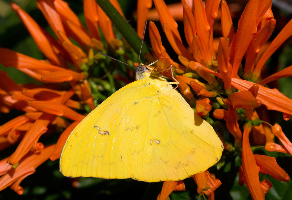 African Migrant    (Catopsilia florella)* * Photograph taken at the MONTREAL SPACE for LIFE.  Canada,Catopsilia florella,Geotagged,Spring