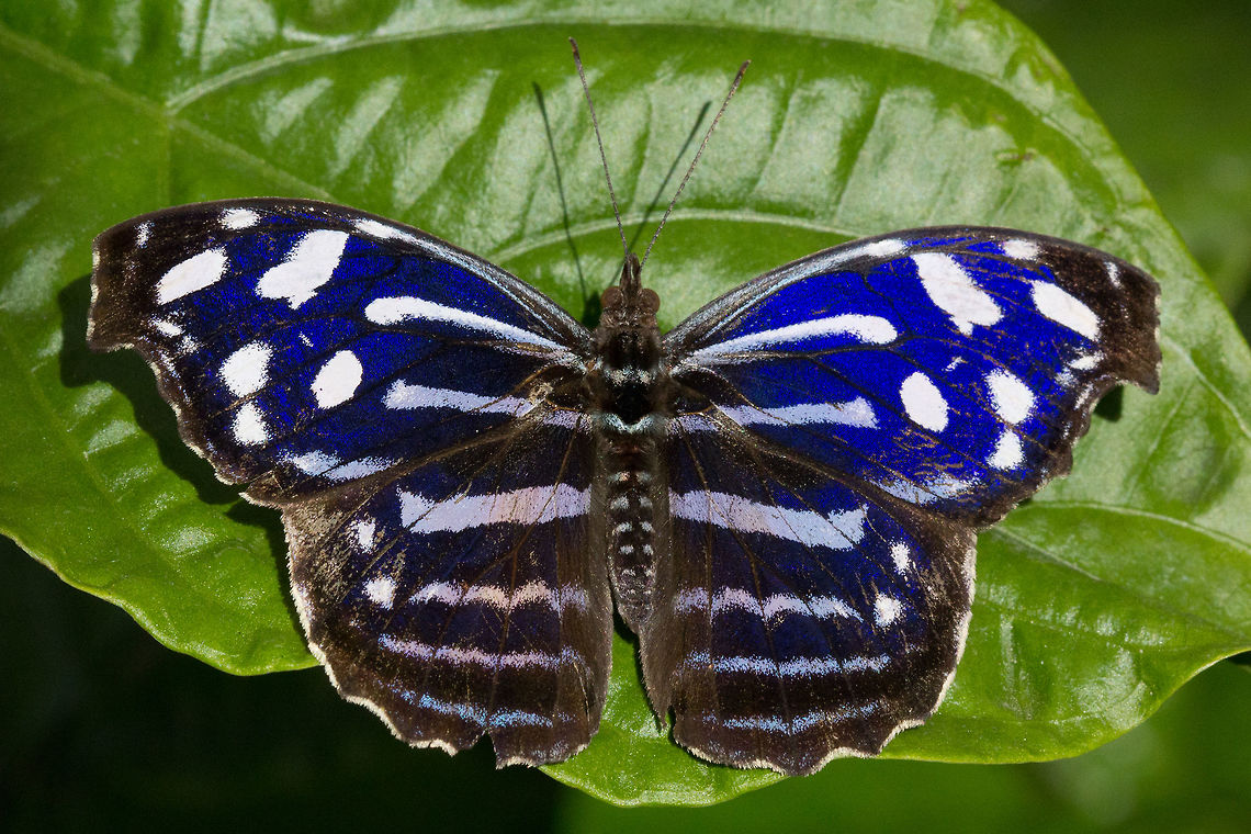 Whitened Bluewing  (Myscelia cyaniris)* * Photograph taken at the MONTREAL SPACE for LIFE.  Canada,Geotagged,Myscelia cyaniris,Spring