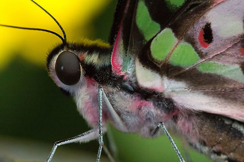Tailed Jay (Graphium Agamemnon)* * photograph taken at the Montreal Space for Life, Canada Canada,Geotagged,Graphium agamemnon,Spring,Tailed Jay