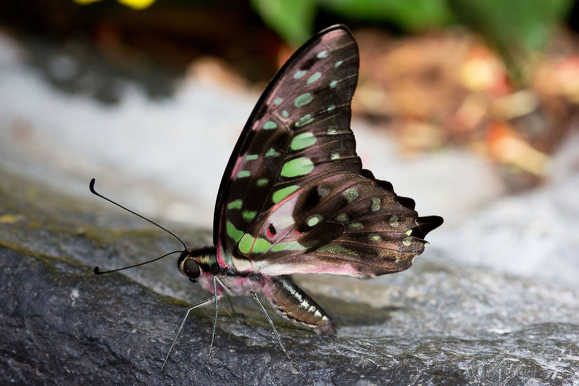 Tailed Jay (Graphium agamemnon)* * photograph taken at the Montreal Space for Life, Canada Canada,Geotagged,Graphium agamemnon,Spring,Tailed Jay