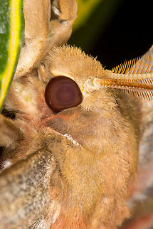 Atlas Moth (Attacus atlas)* - photograph taken at the Montreal Space for Life, Canada.  Atlas Moth,Attacus atlas,Canada,Geotagged,Winter