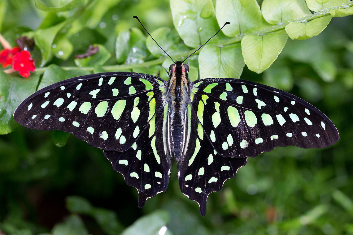 Tailed Jay (Graphium agamemnon)* * photograph taken at the Montreal Space for Life Canada,Geotagged,Graphium agamemnon,Tailed Jay,Winter