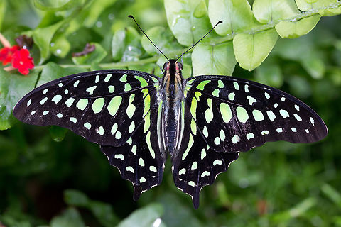 Tailed Jay (Graphium agamemnon)* * photograph taken at the Montreal Space for Life Canada,Geotagged,Graphium agamemnon,Tailed Jay,Winter