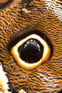 Forest Giant Owl (Caligo eurilochus)* / photograph taken at the Montreal Space for Life, Canada  Caligo eurilochus,Canada,Forest Giant Owl,Geotagged,Winter