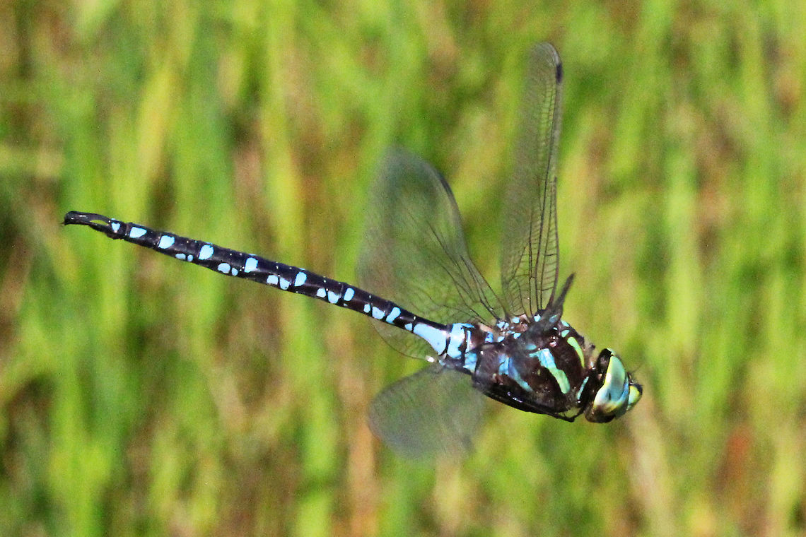 Canada darner  (Aeshna canadensis) The picture of this dragonfly was taken while it was in flight. Aeshna canadensis,Aeshna verticalis,Canada,Canada darner,Geotagged,Green-striped darner,Summer