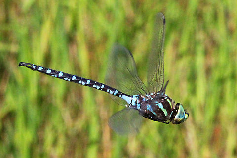 Canada darner  (Aeshna canadensis) The picture of this dragonfly was taken while it was in flight. Aeshna canadensis,Aeshna verticalis,Canada,Canada darner,Geotagged,Green-striped darner,Summer