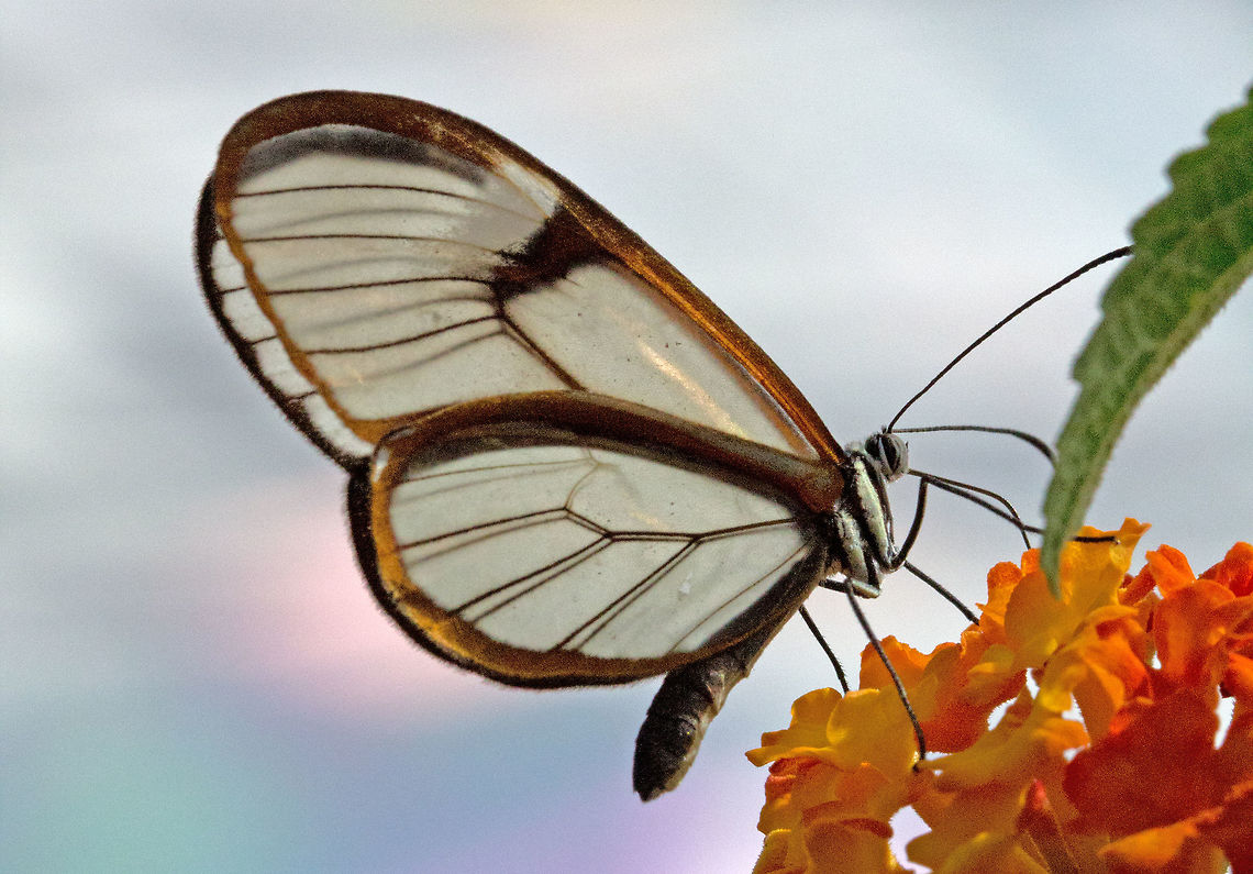 Glasswinged butterfly * Photograph taken at the MONTREAL SPACE for LIFE. Canada,Episcada salvinia,Geotagged,Salvin's clearwing,Spring