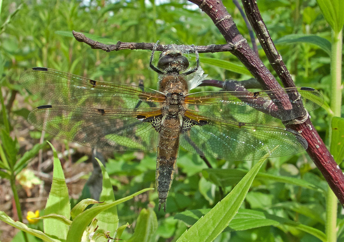 Four-spotted Chaser - (Libellula quadrimaculata)  Canada,Four-spotted Chaser,Geotagged,High Quality,In Focus,Libellula quadrimaculata,Summer