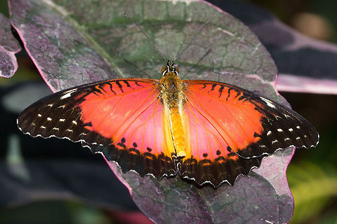 Red Lacewing - Cethosia biblis * * Photograph taken at the MONTREAL SPACE for LIFE. Canada,Cethosia biblis,Geotagged,Red Lacewing,Winter