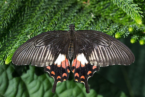 Common Mormon - female -  (Papilio polytes)* * Photograph taken at the MONTREAL SPACE for LIFE. Canada,Common Mormon,Geotagged,Papilio polytes,Winter