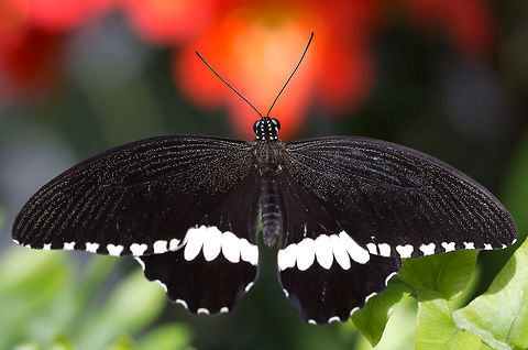 Common Mormon - male - (Papilio polytes)* * Photograph taken at the MONTREAL SPACE for LIFE. Canada,Common Mormon,Geotagged,Papilio polytes,Winter