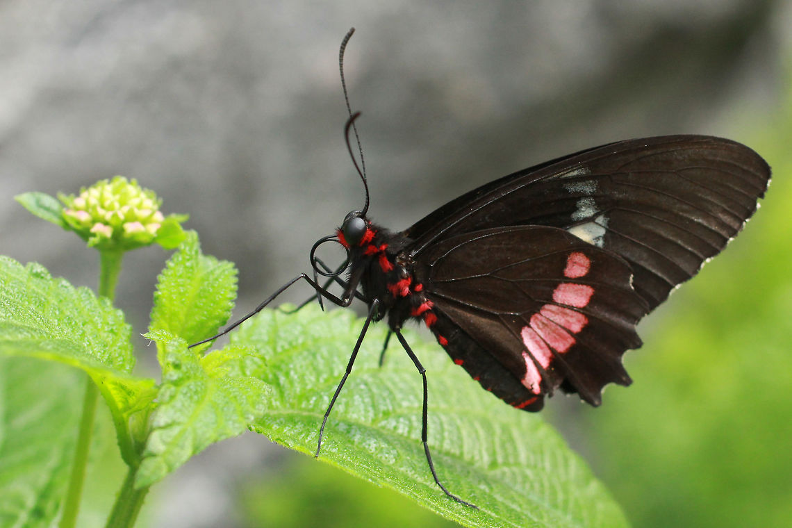 Iphidamas Cattleheart - (Parides iphidamas)* * Photograph taken at the MONTREAL SPACE for LIFE. Canada,Geotagged,Iphidamas Cattleheart,Spring