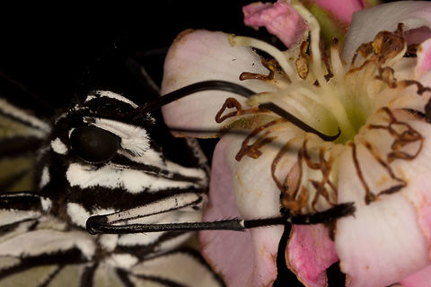 Paper Kite -  (Idea leuconoe)* * Photograph taken at the MONTREAL SPACE for LIFE. Canada,Geotagged,Idea leuconoe,Paper Kite,Spring