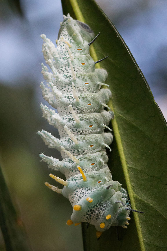Atlas Moth Caterpillar -  (Attacus atlas)* * Photograph taken at the MONTREAL SPACE for LIFE. Atlas Moth,Attacus atlas,Canada,Geotagged,Spring