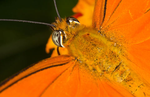 Julia Heliconian Butterfly - (Dryas iulia)* * Photograph taken at the MONTREAL SPACE for LIFE. Canada,Dryas iulia,Geotagged,Julia Heliconian Butterfly,Spring