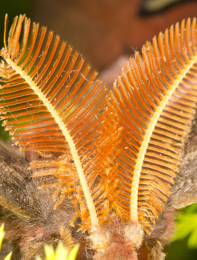 Atlas Moth (Attacus atlas)* These are the antennas of the Atlas Moth.<br />
<br />
* Photograph taken at the MONTREAL SPACE for LIFE.<br />
<br />
 Atlas Moth,Attacus atlas,Canada,Geotagged,Spring